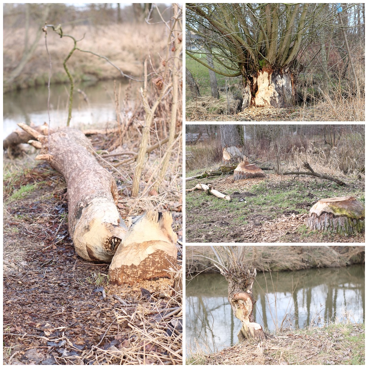 Bibers-werk-an-der-schmutter