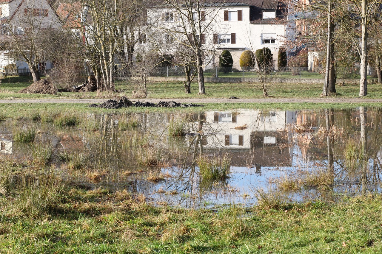 sumpfige-wiese-im-schmuttertal-januar-2018