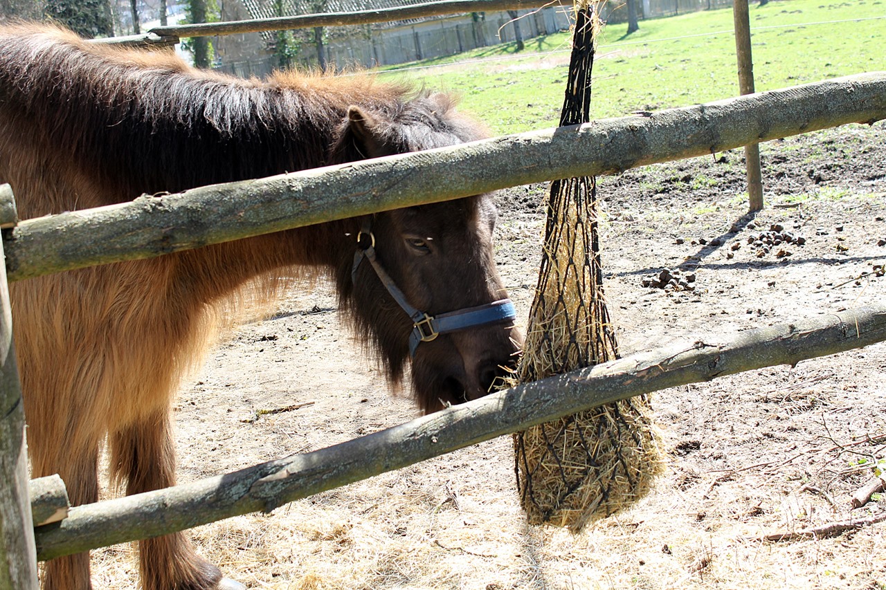 pferd-auf-der-weide