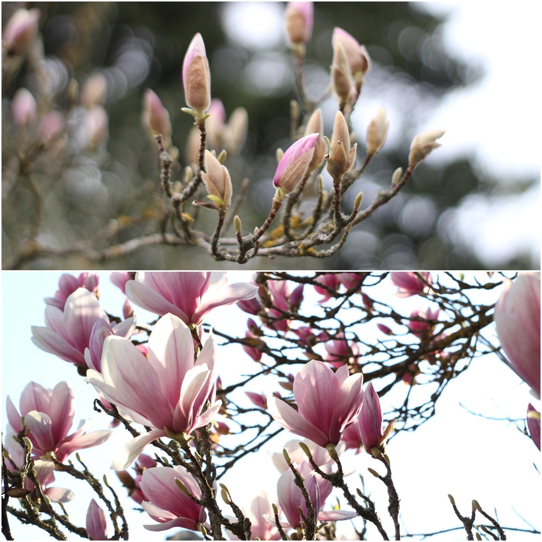 magnolienblueten