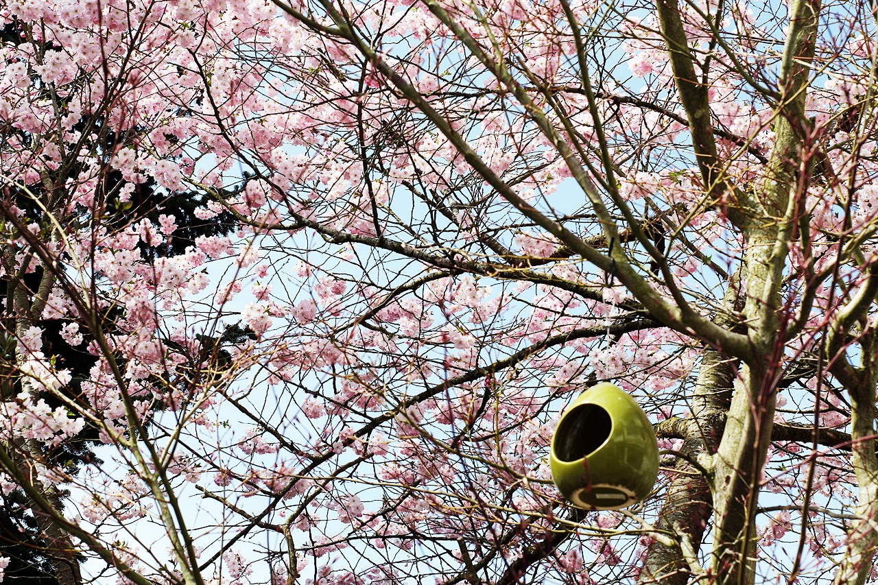 kirschblueten