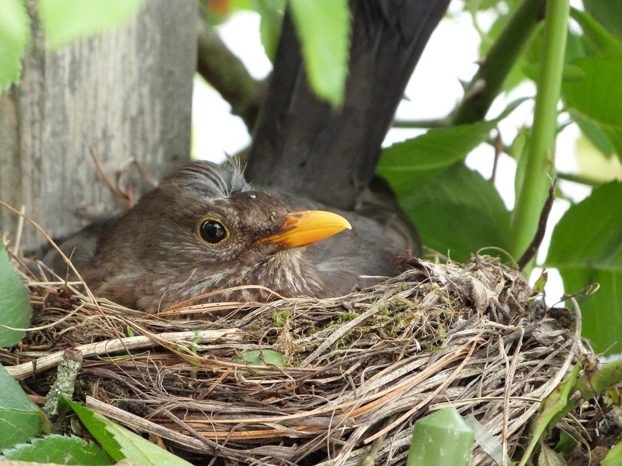 Amsel-bruetet-im-rosenbusch