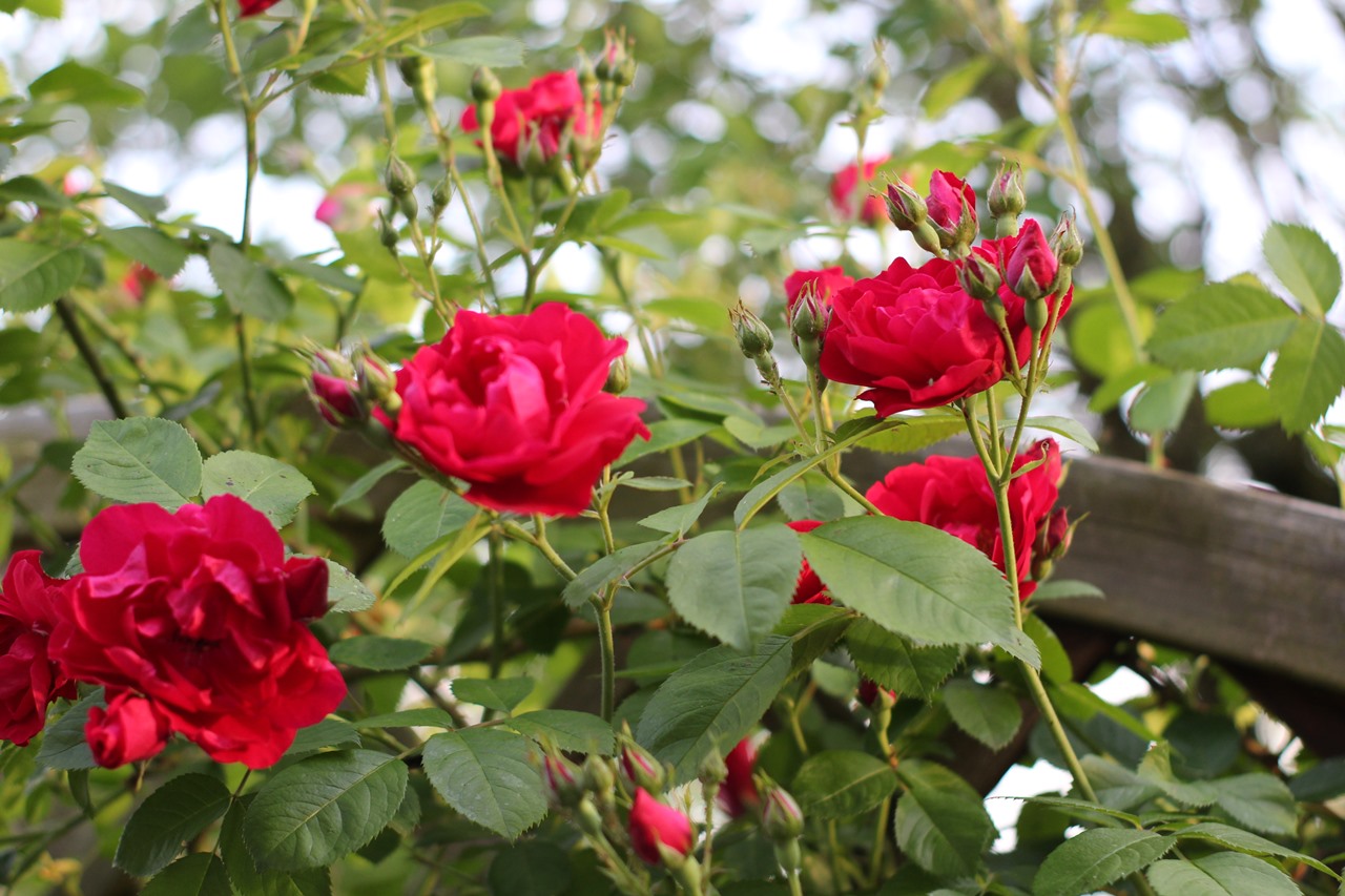 rote-rosen