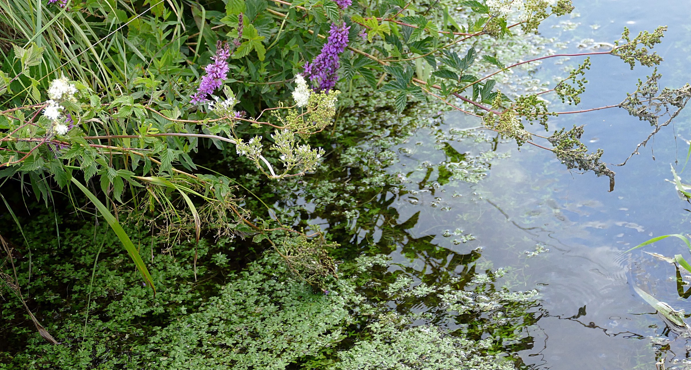 bluehendes-ufer-der-schmutter