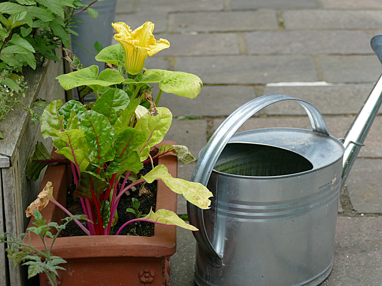 im-garten-mangold-und-hokaido