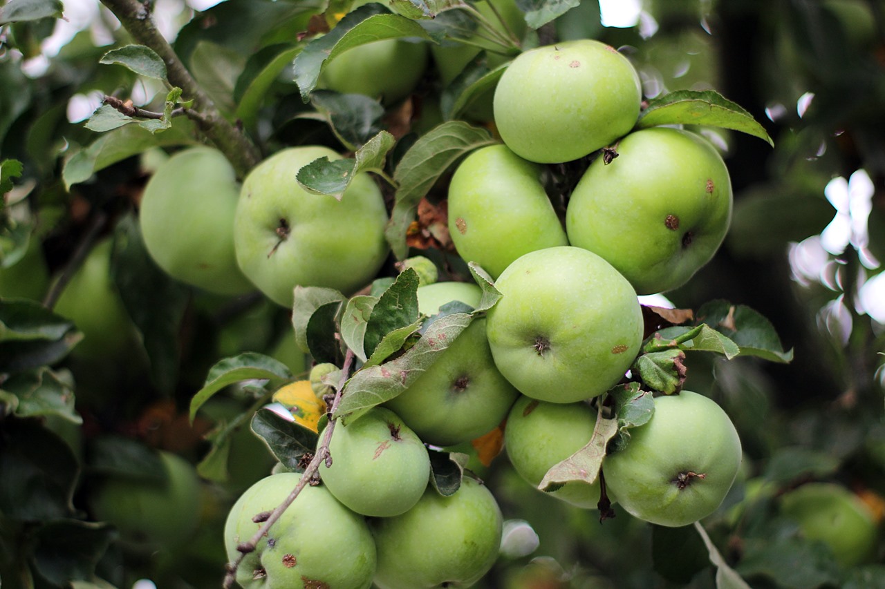 august-im-garten-2018
