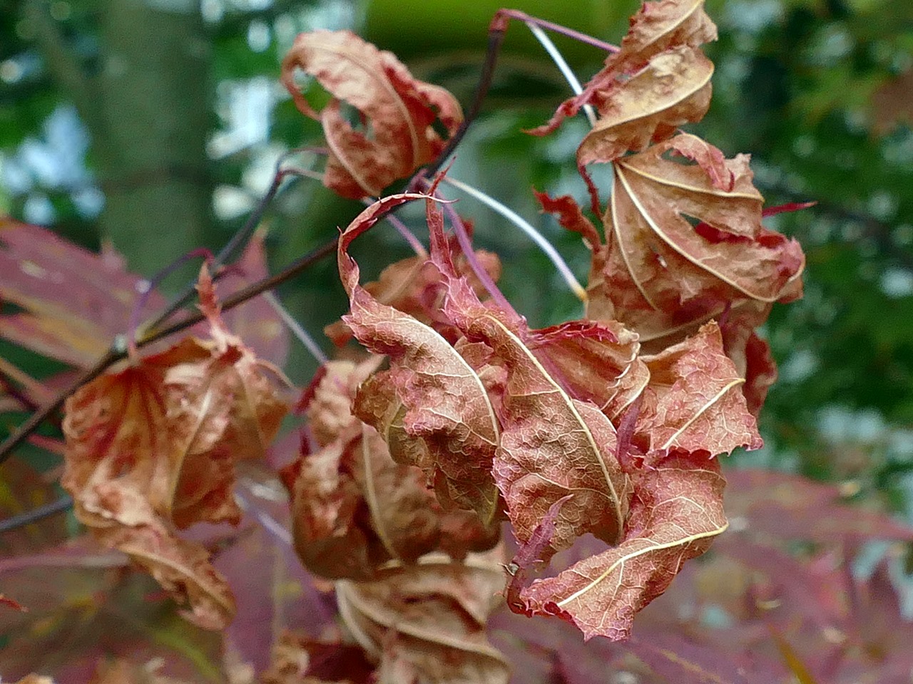 august-im-garten-2018