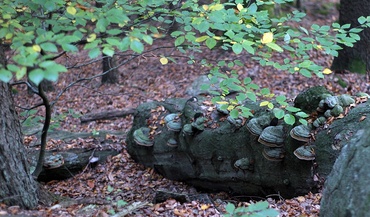 im-wald-4