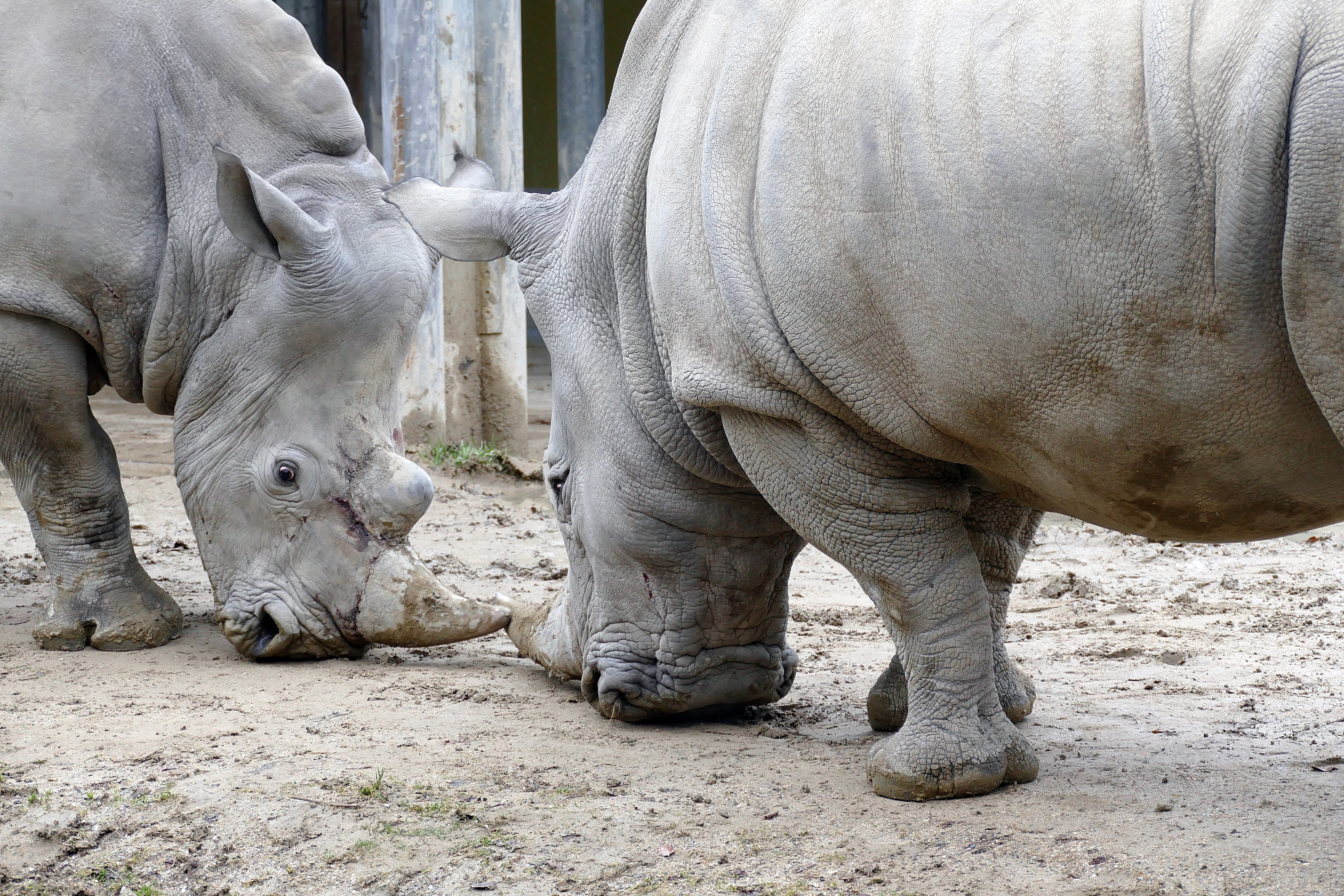 nashoerner-zoo-augsburg