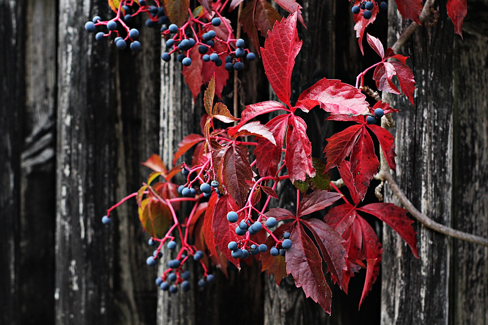 rotes laub mit beeren